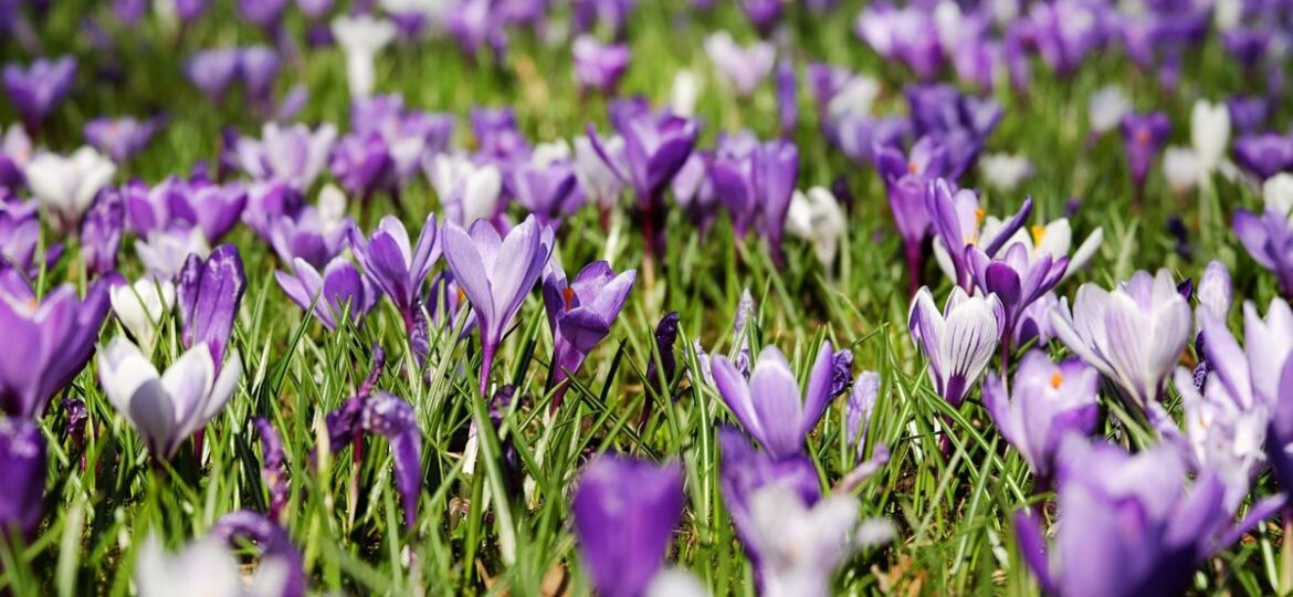 crocus_3226433_1280_full_1524572514