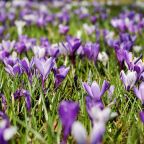 crocus_3226433_1280_full_1524572514